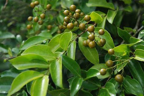 冬青樹簡介|holly(冬青科植物):形態特徵,生長環境,分布範圍,主要價值,詳細屬性…